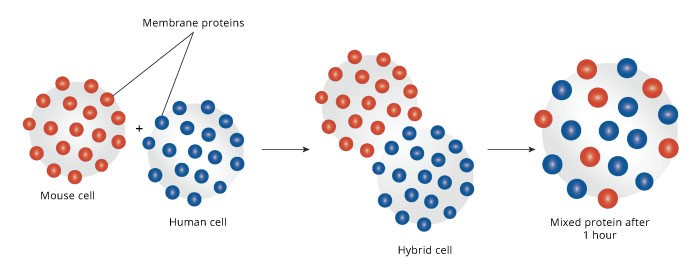 Hybrid Cell Experiment