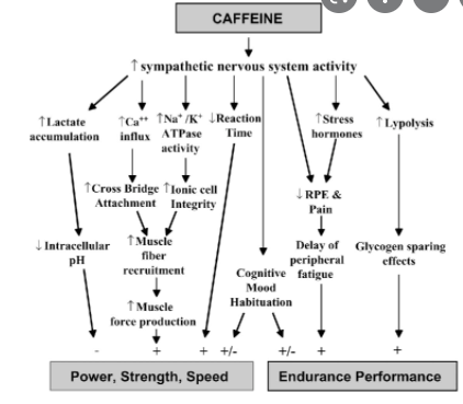 Caffeine in Sports