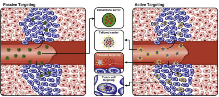 Passive and active targeting in nanotechnology application in CVDs