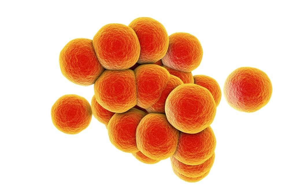 Staphylococcus aureus3