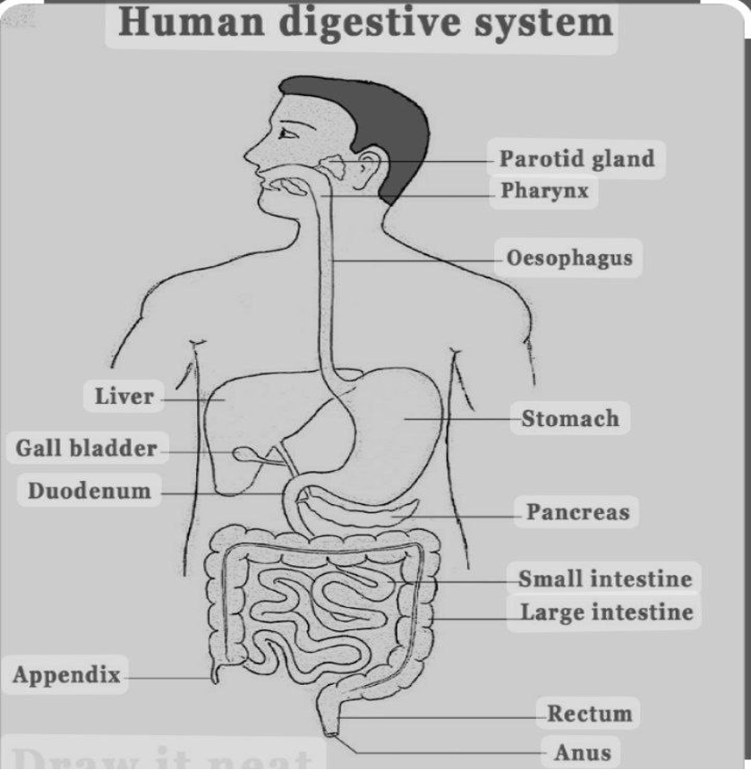 chicken digestive system anatomy