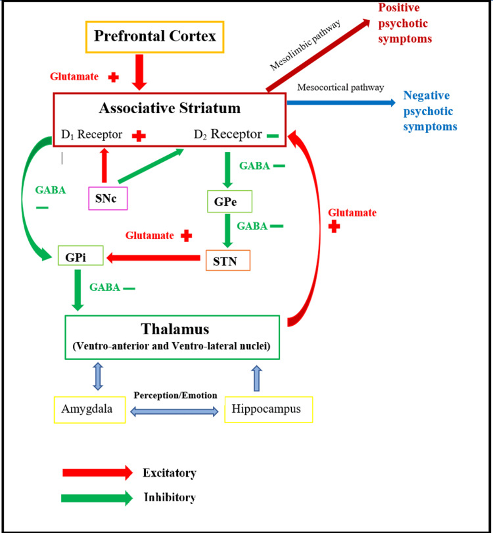 The Neurobiological Basis for Schizophrenia