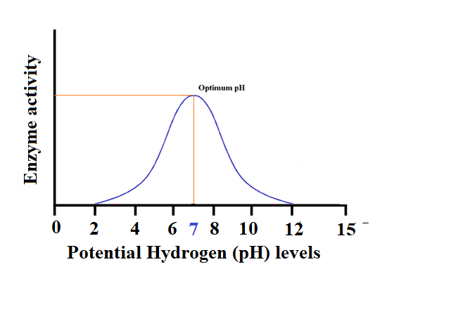  Enzyme activity on PH levels