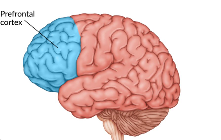 Figure 2: an overview of the prefrontal cortex