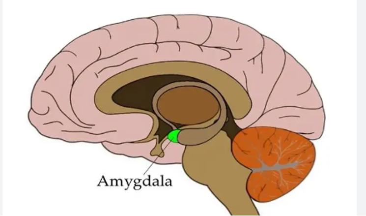 Figure 3: The amygdala