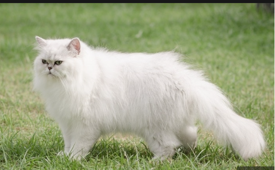 Figure 1: Persian Cat.