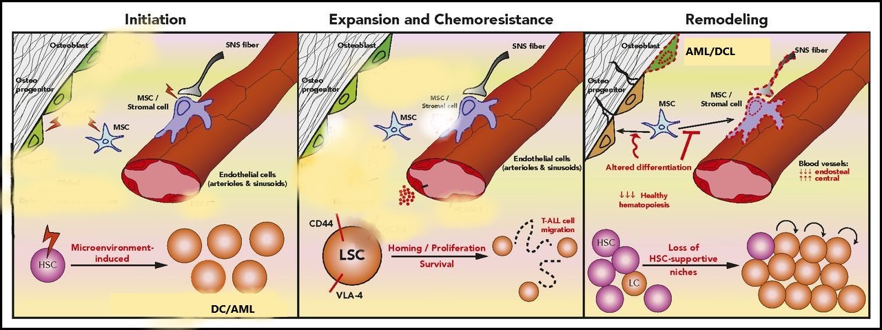 The cross-link between leukemia cells and the microenvironment