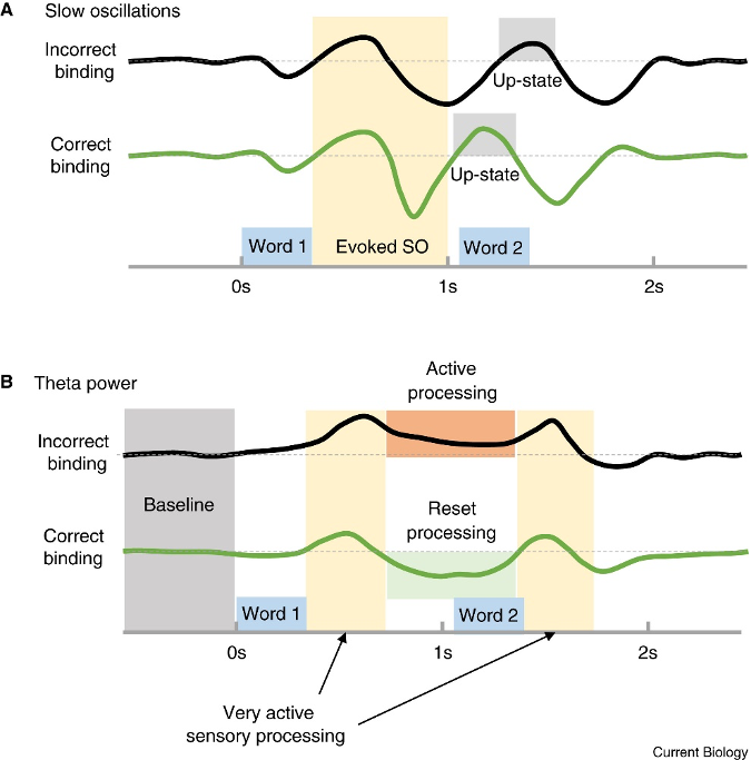 Figure 1.4: Displaying the hypotheses for sleep-related definite phrase encoding