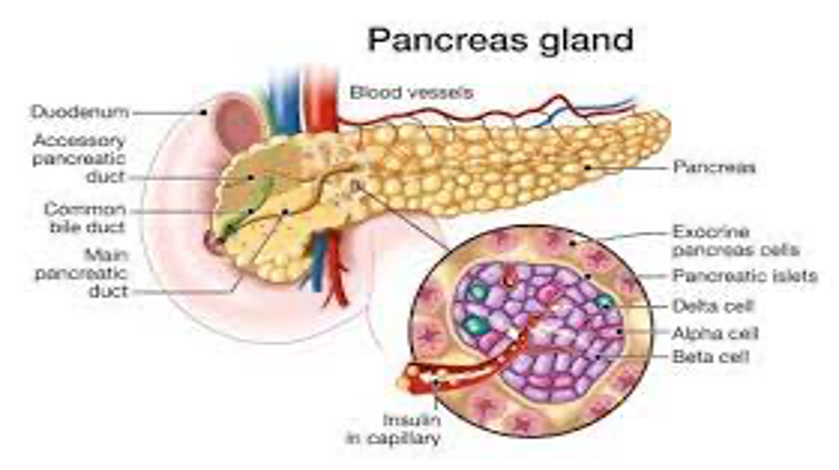 The structure of the pancreas, including the arrangement of pancreatic acini 