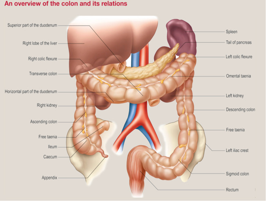 Cells of the stomach: Types, purpose, and location