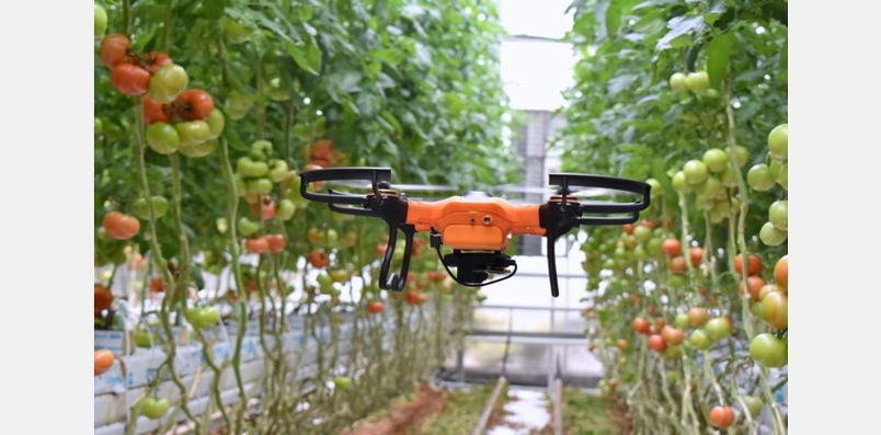 Drone Using GPS Technology to Detect Pests and Diseases In Tomato Farm