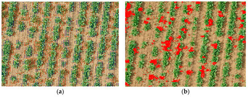 Detected Weeds in Spinach Farm by Drone (Image (a) Original Image and (b) detected weeds in red dots) (Aslan et al., 2022)