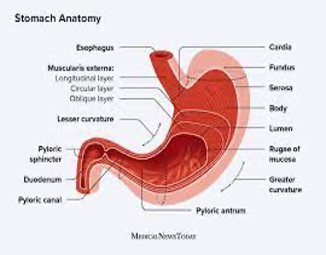 stomach's structure and muscular layers 
