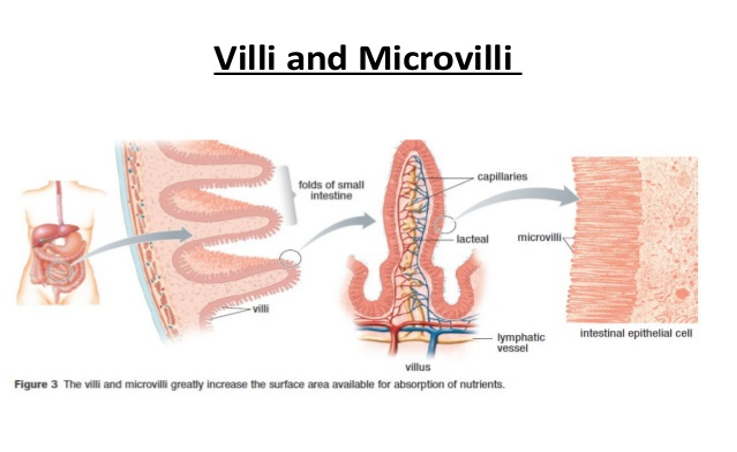 The structure of villi and microvilli, highlighting their role in absorption 