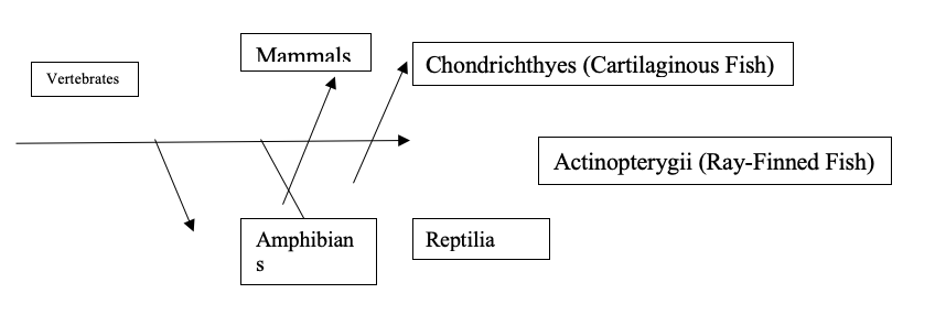 circulatory systems of Chondrichthyes (cartilaginous fish), Actinopterygii (ray-finned fish), Amphibia, Reptilia, and Mammalia 