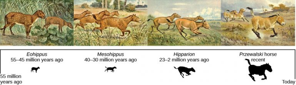 The evolution of horses (Jones 2020)