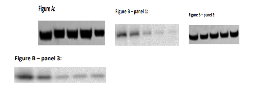 Western Blot Analysis of XIAP and IκBα Expression in WT HepG2 Cells