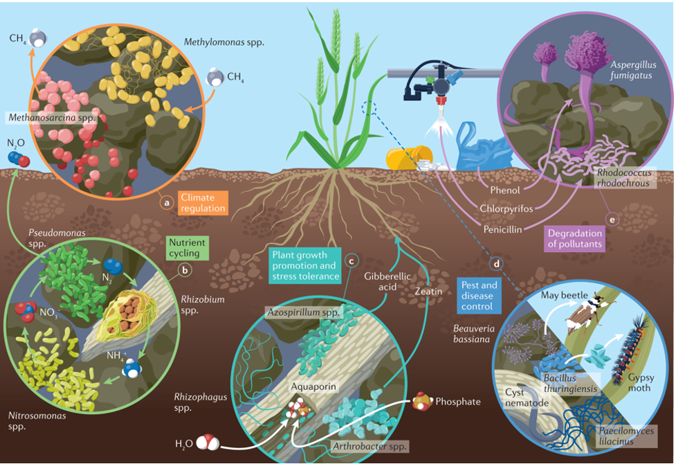 Antibacterial activity of soil microbiomes