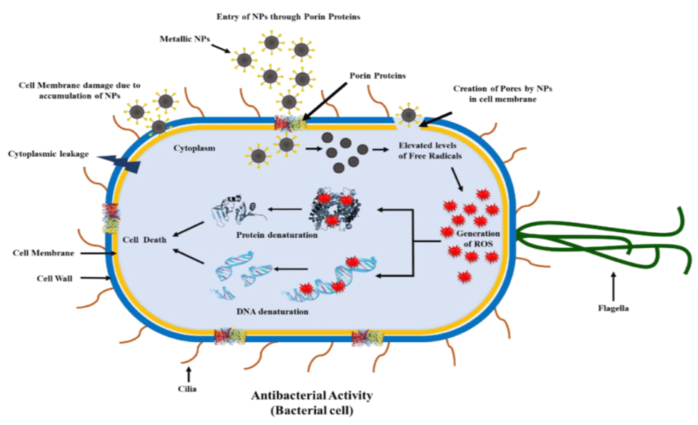 Enzymatic mechanisms in antibacterial activity
