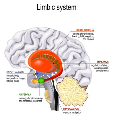 Limbic System