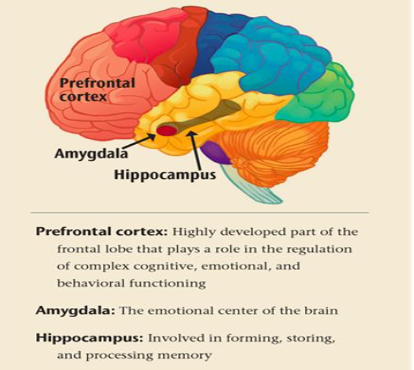 Limbic System