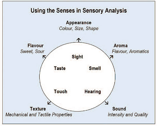 diagram about sensory analysis, which is the scientific method used to evaluate the characteristics of food products using human senses 