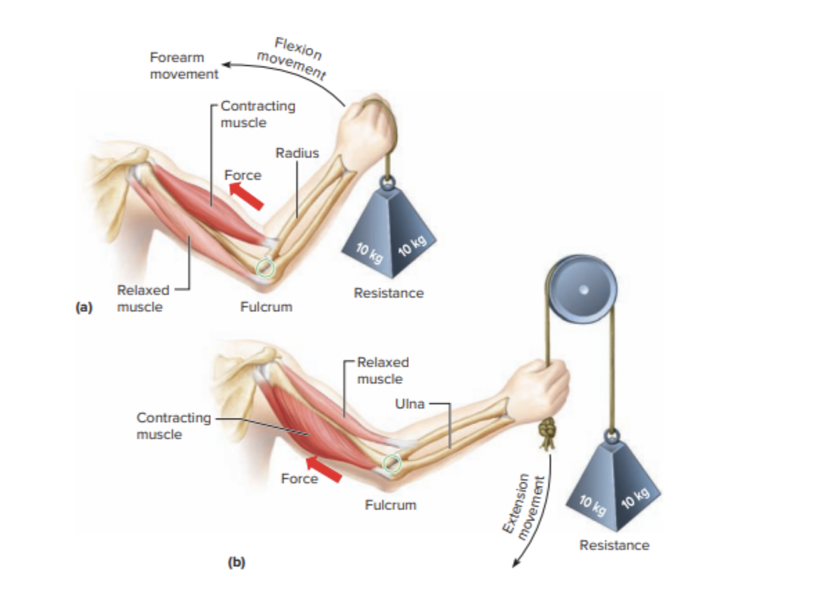 Bicep curl. Adapted from “Hole’s essentials of human anatomy & physiology” by Charles & Cynthia, 2020 p. 205, copyright 2020 by McGraw Hill. 