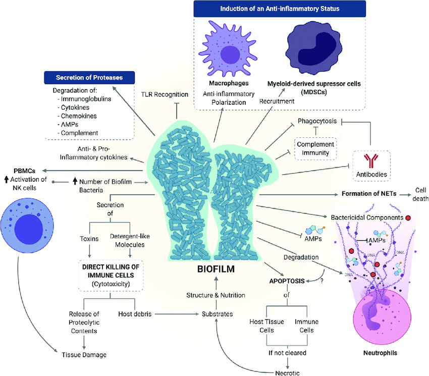 An overview of the Various Mechanisms Used by Bacterial and Viral Pathogens to Overcome Innate and Acquired Immune Systems