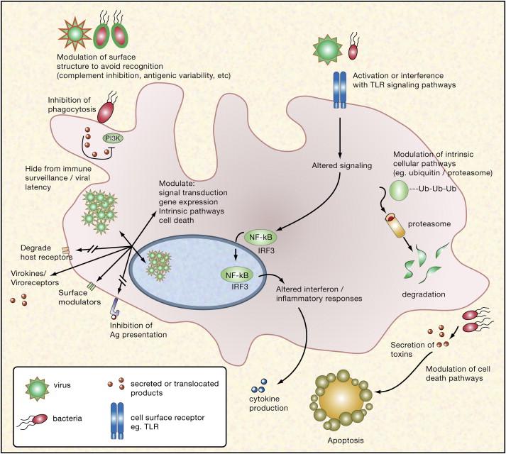 Host defense against Streptococcus pneumoniae is type-specific