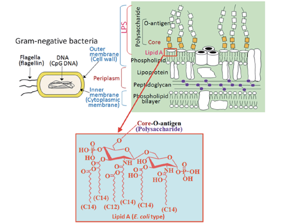 Orientation of LipidA within the gram-negative cell wall.