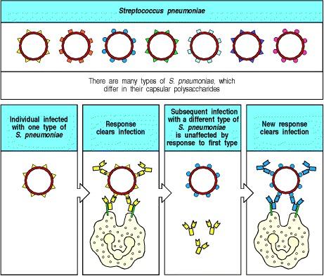 T-cell and macrophage responses to Mycobacterium leprae are sharply different in the two polar forms of leprosy