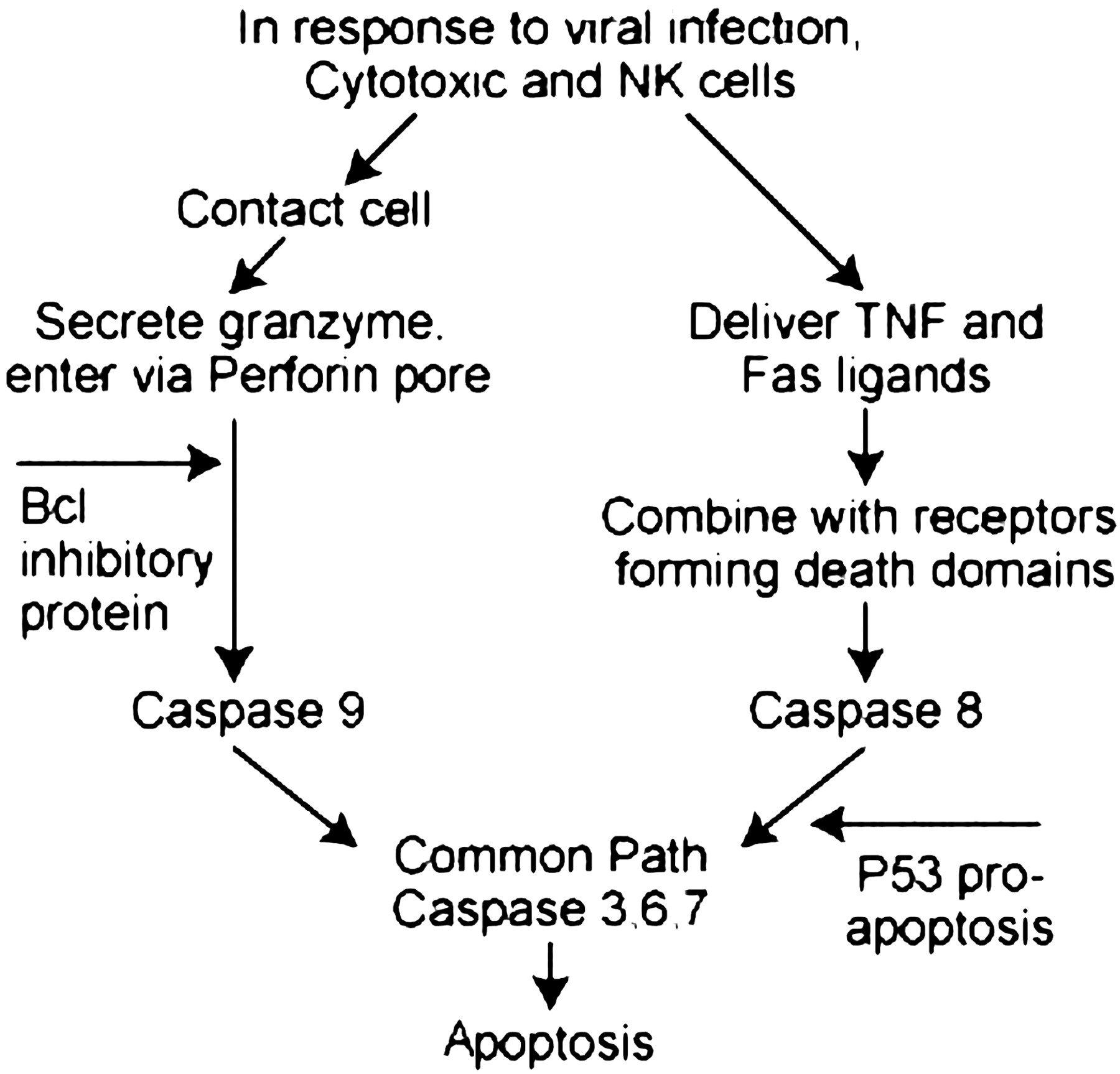 Blockade of apoptosis by altering cellular events.