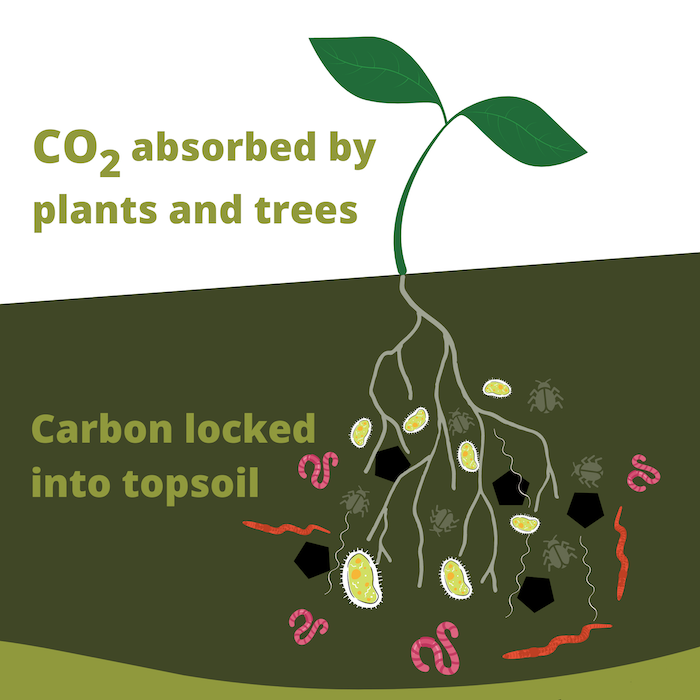 The process of soil carbon sequestration