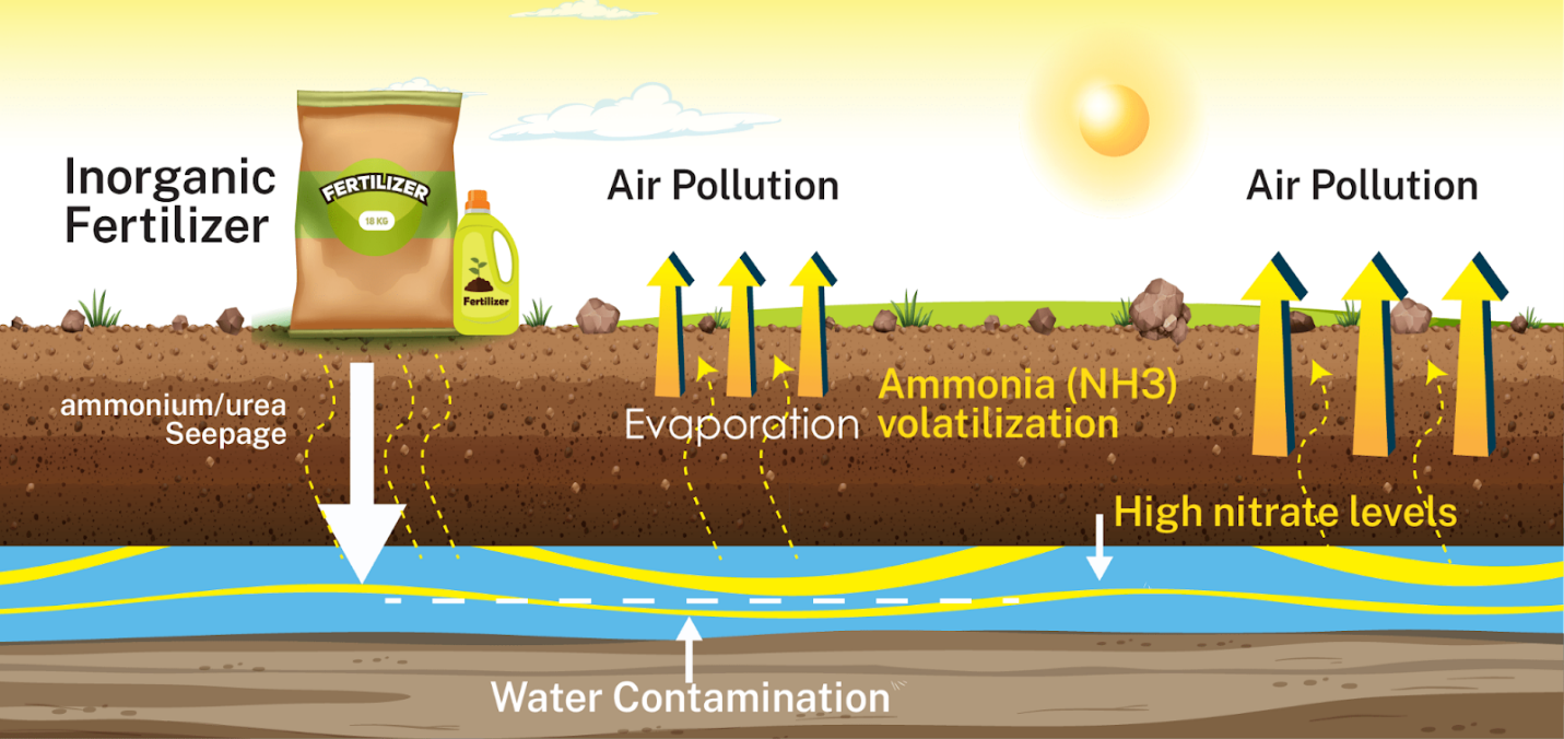 The environmental consequences of using inorganic fertilizers, including air pollution from ammonia volatilization and water contamination from nitrate leaching.