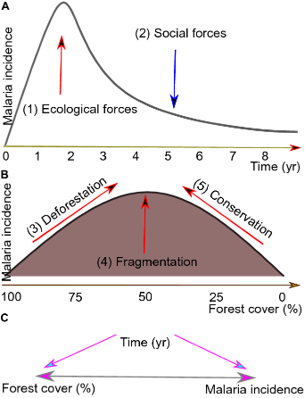 Potential factors involved in the spread of Malaria
