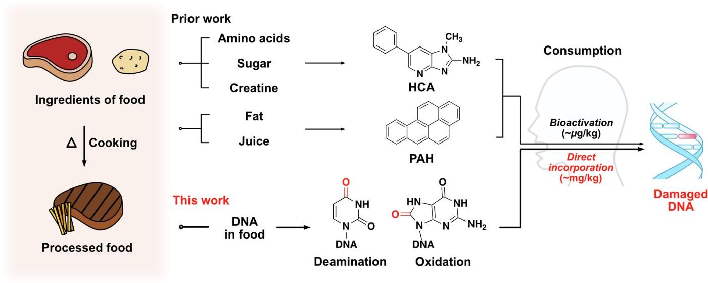 Heat- and air-damaged DNA in foods can be directly incorporated into mammalian tissue, potentially leading to severe DNA lesions such as mutations, abasic sites, and double-strand breaks.