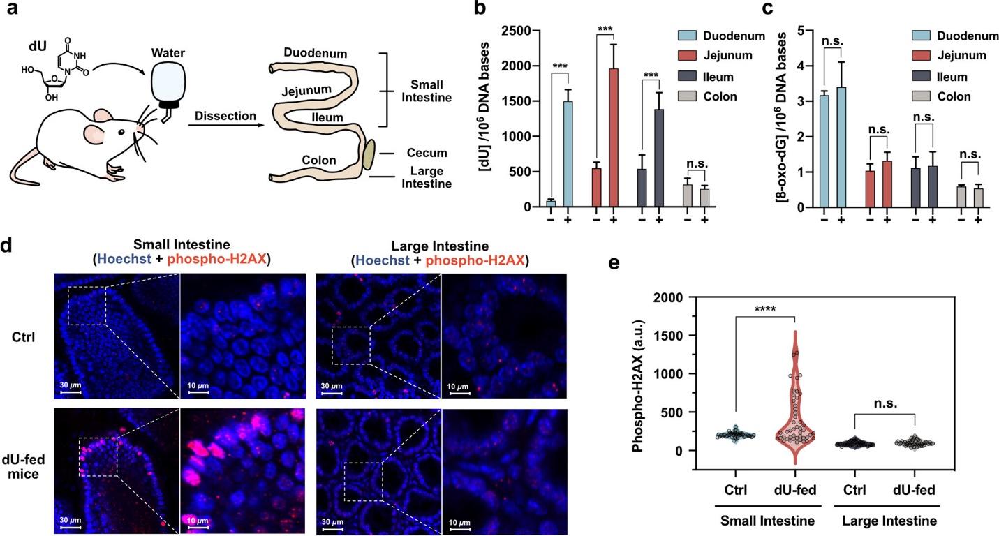 Genetic consequences of administering elevated concentrations of a tainted nucleoside, dU, to rodents. The subsequent impact on intestinal tissue.