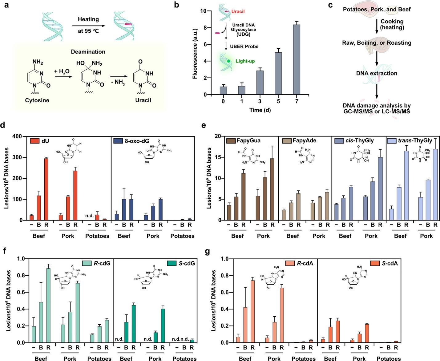 Elevated levels of DNA damage in food after heating and cooking. Quantification assays are used to analyze gDNA. Quantification of DNA damage levels in raw and cooked food samples