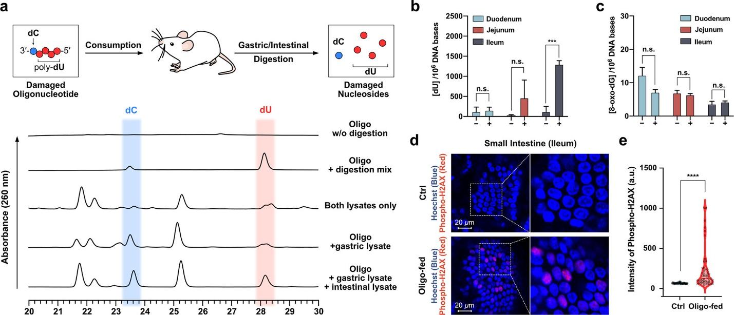 Examination of the metabolism of a faulty oligodeoxynucleotide in mice. It enhanced DNA double-strand break signals in small intestinal villi. It is assessed through the utilization of HPLC and immunostaining methodologies.