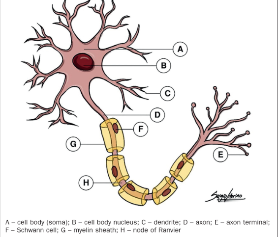 Neuron structure