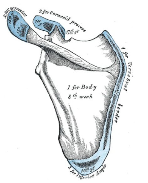 Anatomy of the Scapula